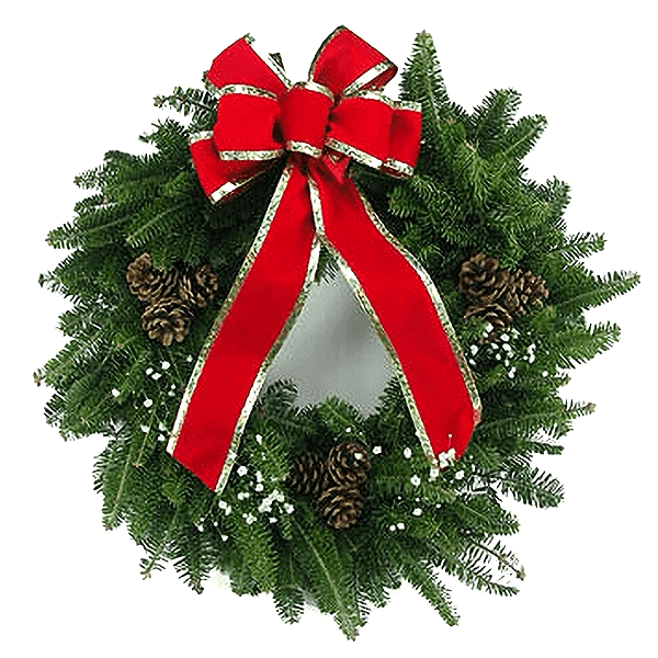 Fresh Balsam Fir wreath with pinecones, baby's breath and large red ribbon with gold edging.